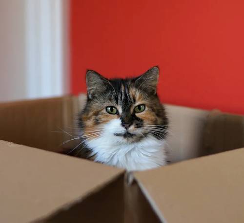 Почему коты так любят картонные коробки?